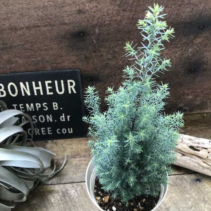 Amazon｜シルバースター コニファー ツリーに ガーデニング｜観葉植物
